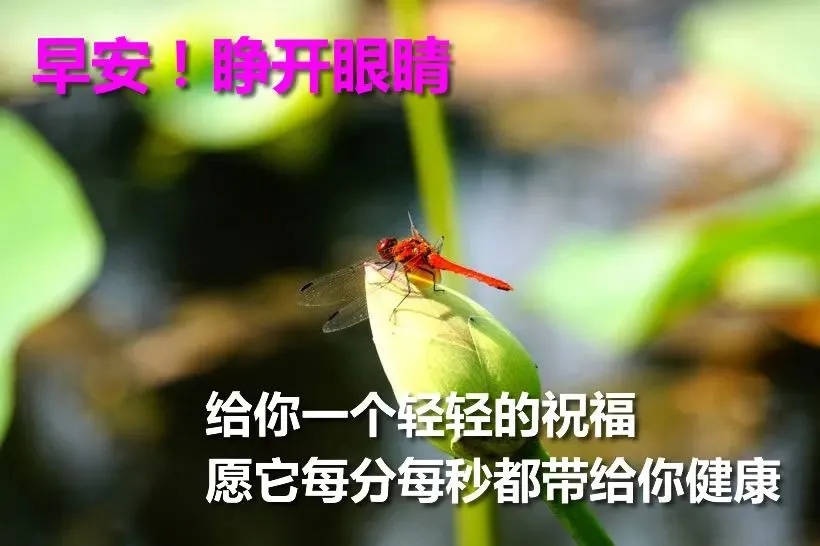 好看的早上好的祝福语图片大全,唯美早上好动态表情包图片