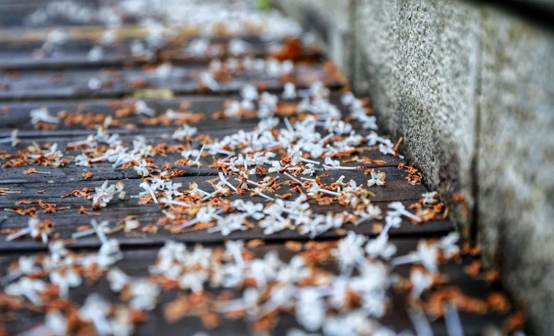 花瓣飘落的唯美句子  形容樱花瓣落满地的诗句图片