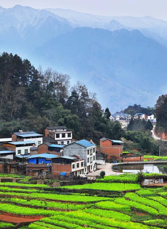 你那里油菜花开了吗快来屏山县中都镇领略冬天里的春天