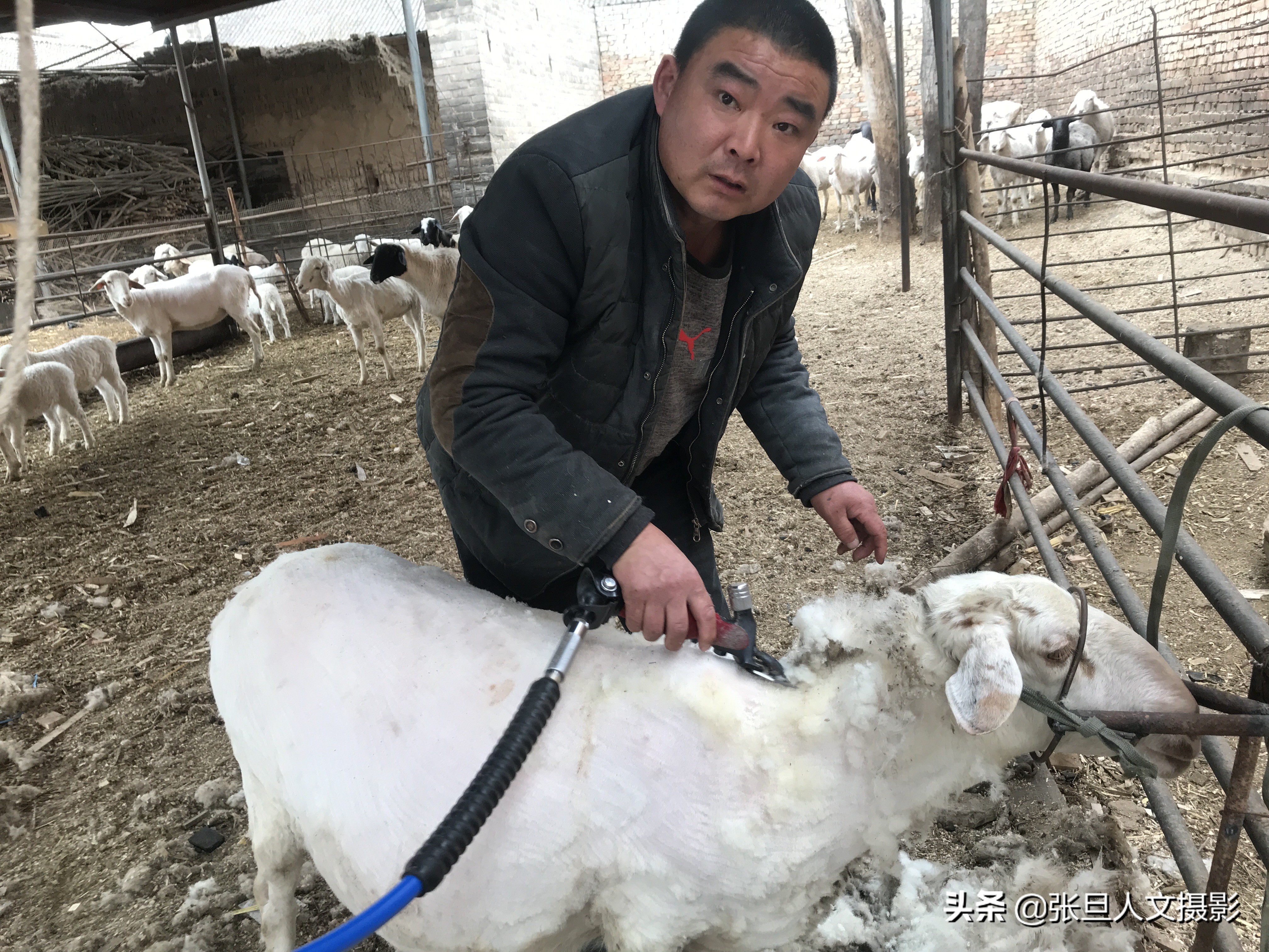 去年养羊赚了近十万元，今年听人指点又找到了一条赚钱的门路