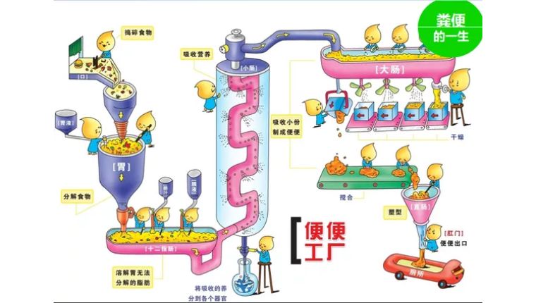 你今天大便了吗？