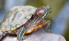 我国重要入侵生物之巴西龟