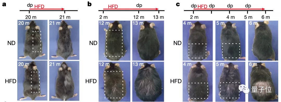 太胖就会变秃，这回真的有依据了！肥胖会诱导毛囊衰竭 | Nature