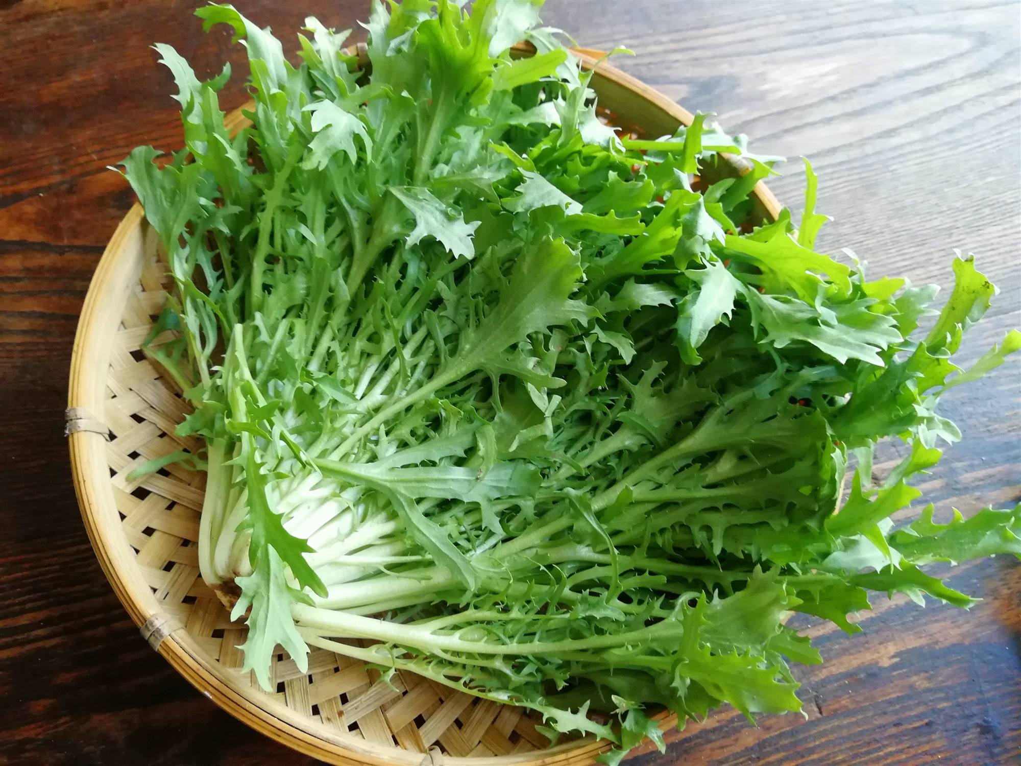 种植苦菊，4种主要病虫害的防治，农户不妨看看