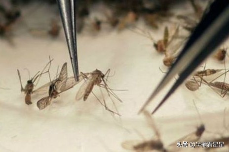 美國釋放10億隻轉基因蚊子？ 中國也這樣幹過