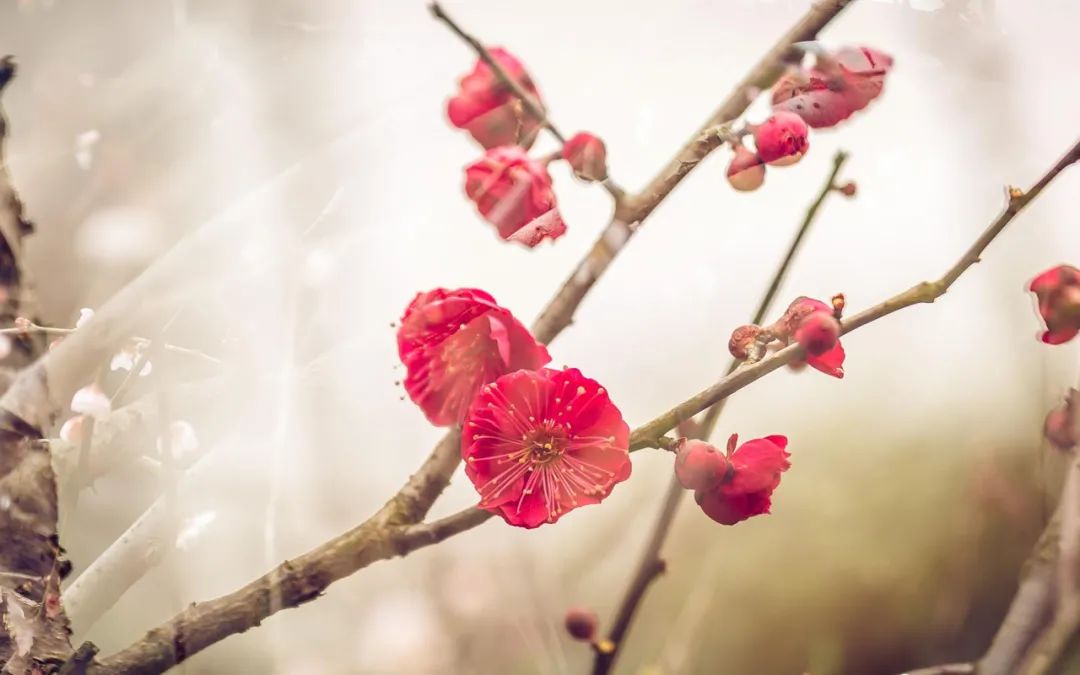 ​梅花香自苦寒来，十首观梅的诗词，一起欣赏美丽的梅花吧-第2张图片-诗句网