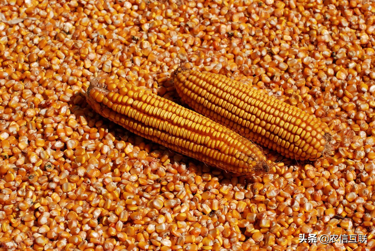 玉米价格大涨，累计涨幅超150元/吨！3个因素来袭，有大跌风险？