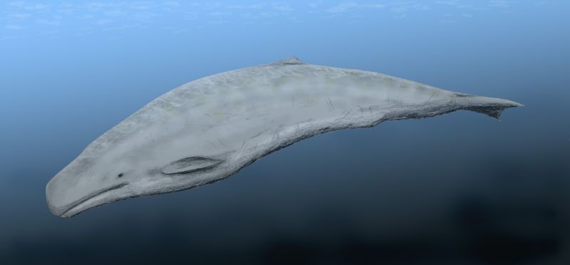 鲸的进化史：鲸不是鱼！曾经也生活在陆地上，它和河马是近亲