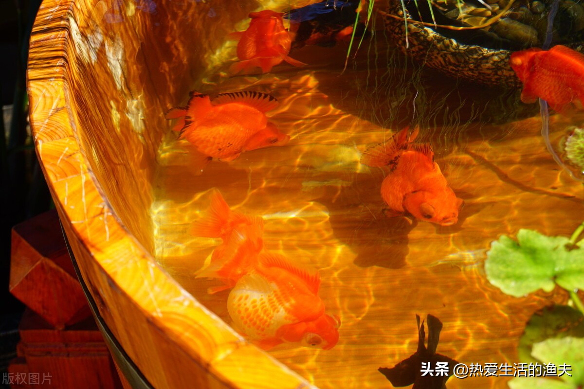 不同品種的金魚喜歡什麼樣的飼養環境呢 這裏面有講究 不將就 熱愛生活的漁夫 Mdeditor