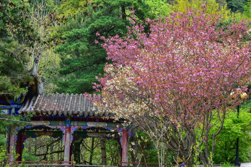 麦积山植物园春花争艳