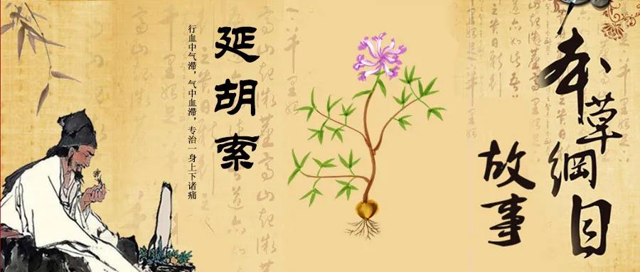 《本草纲目》故事：延胡索止痛