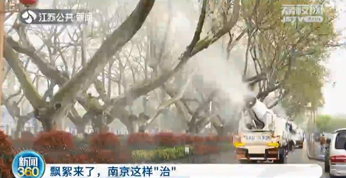 梧桐飘絮又来了！南京这样&ldquo;治&rdquo;