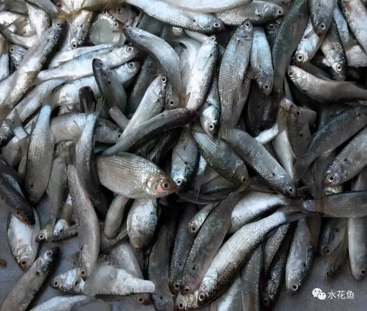 食肉性鱼类的套养与异议：低价值转化为高价值，有害转化为有利
