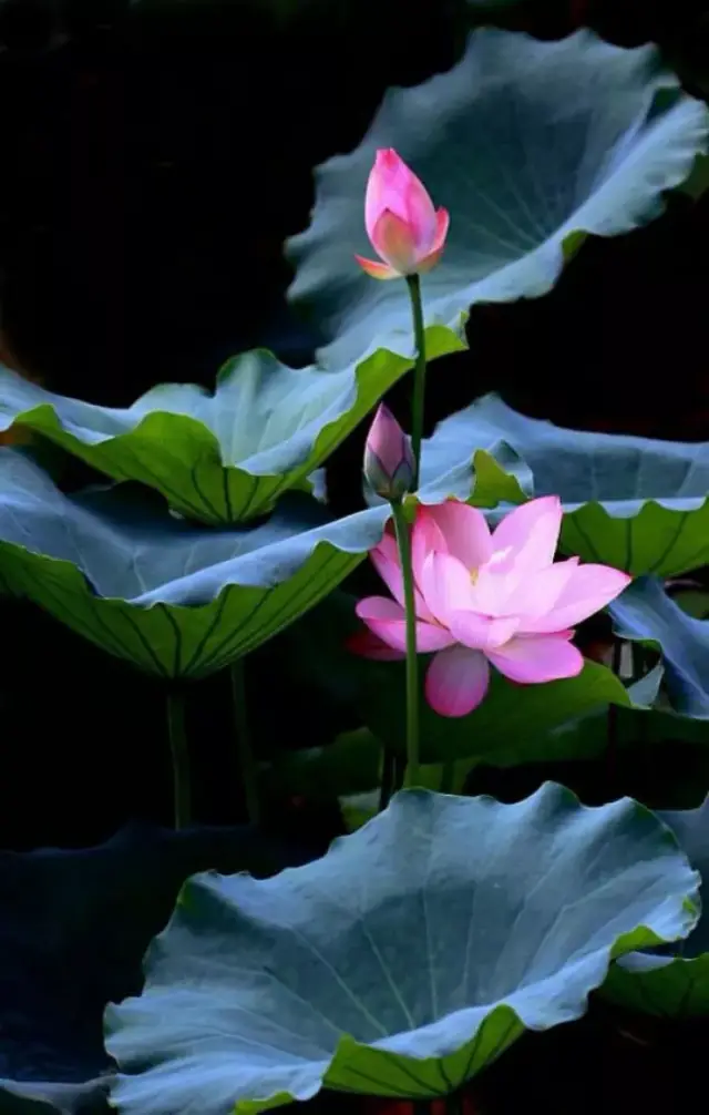 中國十大名花,美呆了
