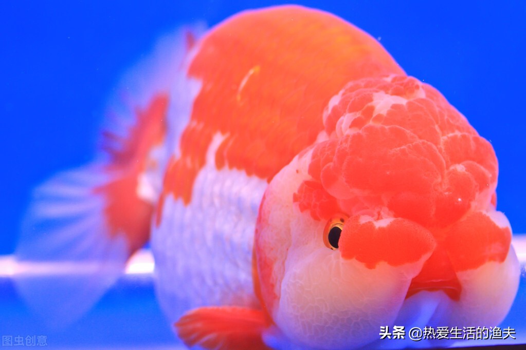 金鱼有病可咋整 根本不用愁 本篇提供金鱼有病的应对治疗方法 资讯咖