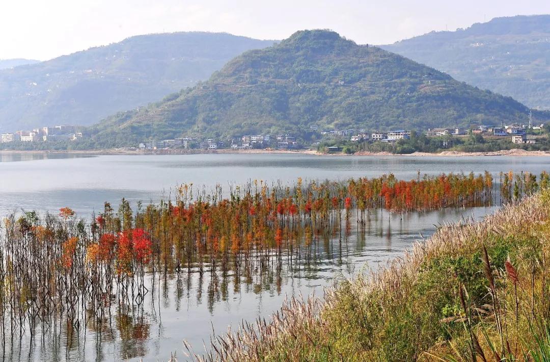林草科普|中国生物多样性保护 - 重庆林业篇