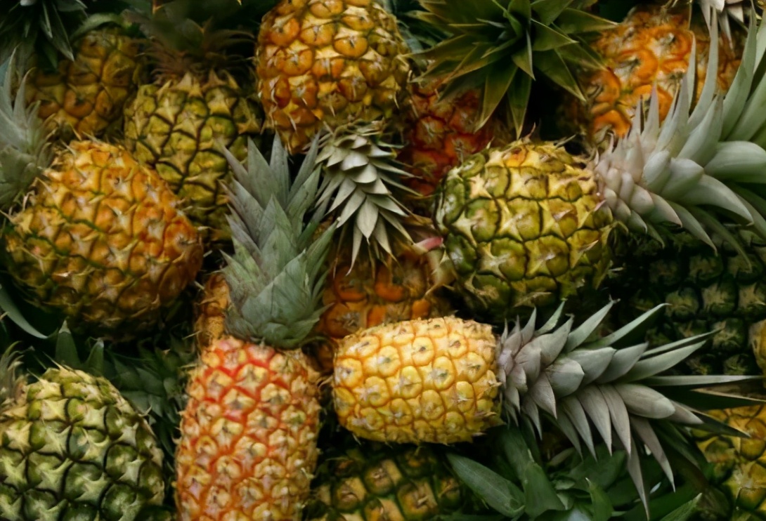 图片[4]-果农教你挑菠萝技巧  这样选个个鲜甜多汁-起舞食谱网