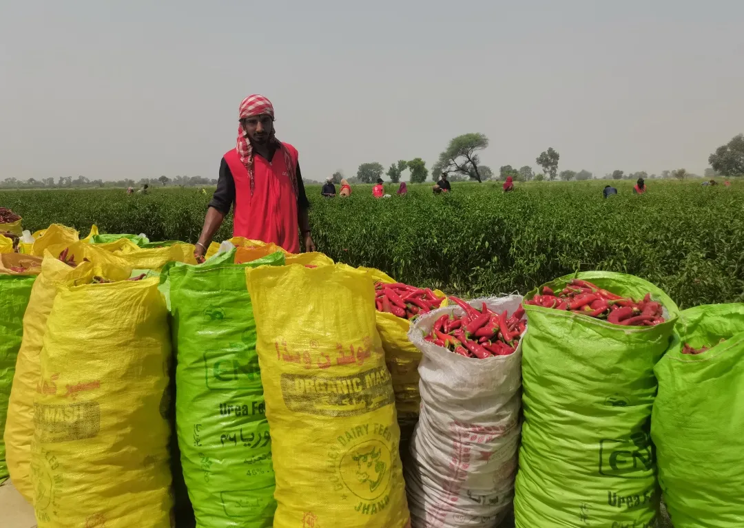 示范田辣椒喜获丰收明年下半年,该公司将在巴基斯坦建设辣椒深加工