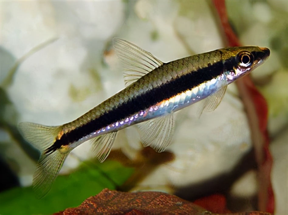 5种好养也好买的工具鱼除藻清残饵样样在行