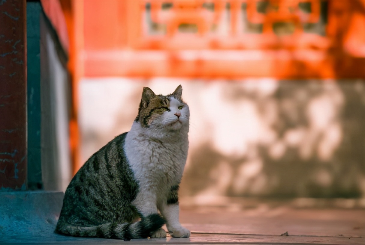 故宮裡有近200只貓，為什麼旅遊時卻看不到，原來它們才是這的王
