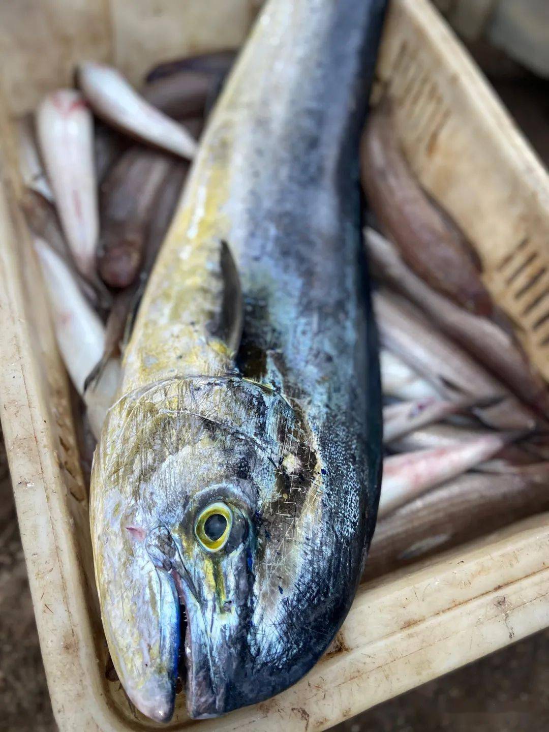 刀鲅黄金鲅和鲅鱼完全不是一回事