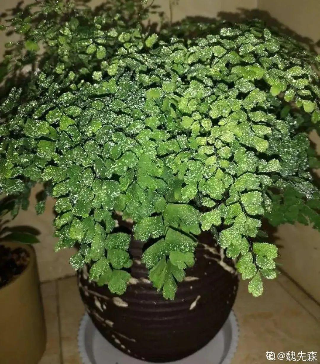 春天不能晒的花，越晒越丑，放阴凉地儿，反倒