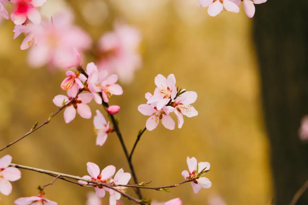 6首最美桃花诗词：桃之夭夭，惊艳了整个春天