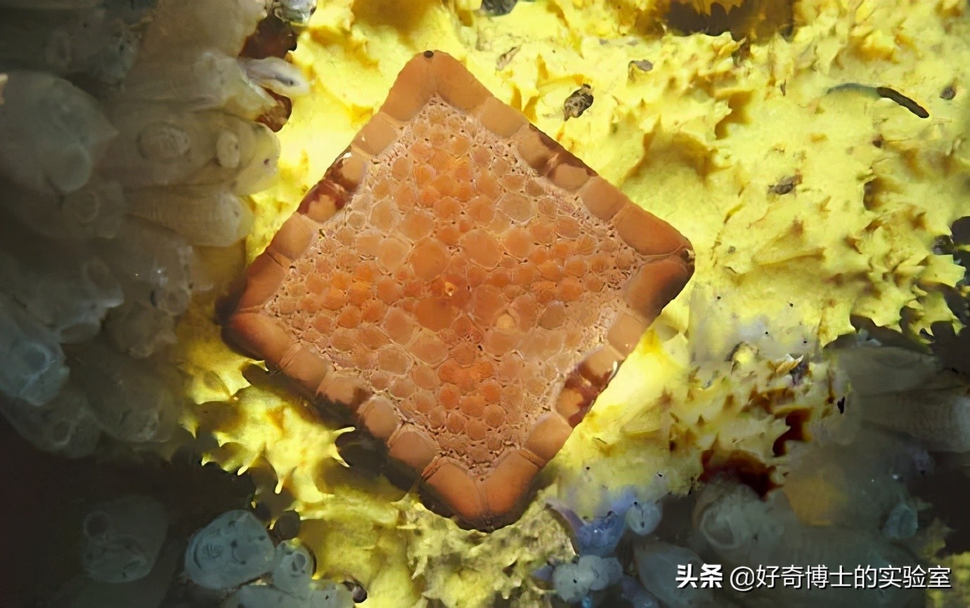 冷知識(shí)：Windows桌面那張最經(jīng)典的壁紙，現(xiàn)在長(zhǎng)這樣