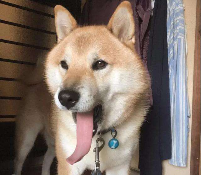 柴犬把你当主人，才会对你有这7个表现，没有的话你就要反思了
