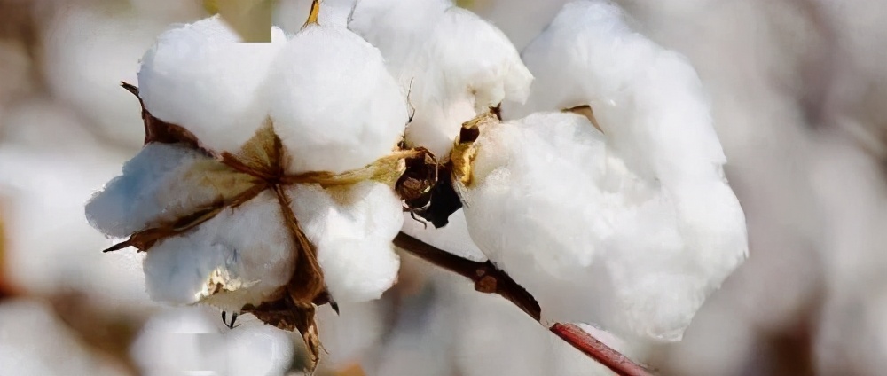 纺织原料全线普涨，纱线涨幅最高27.1%！纺织形势
