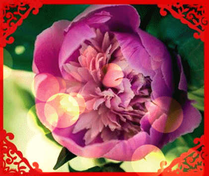 十一|今天正月十一一心一意的祝福 送给群里每一位朋友打开看看吧