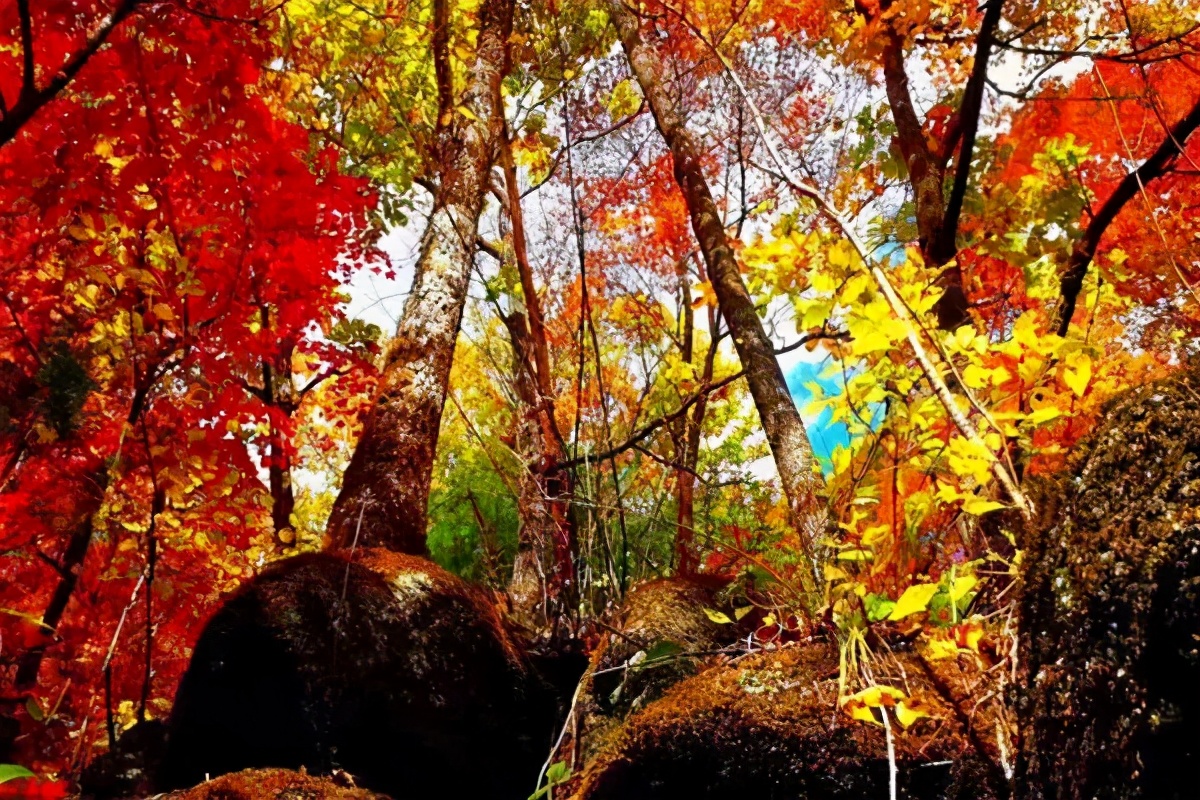 Missing these 14 maple viewing areas in November is equivalent to missing the entire autumn