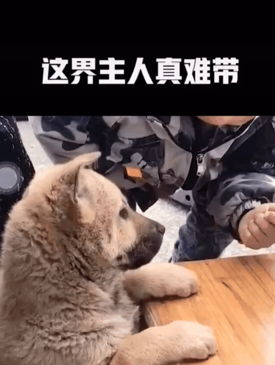 人类已经无法阻止宠物狗了……