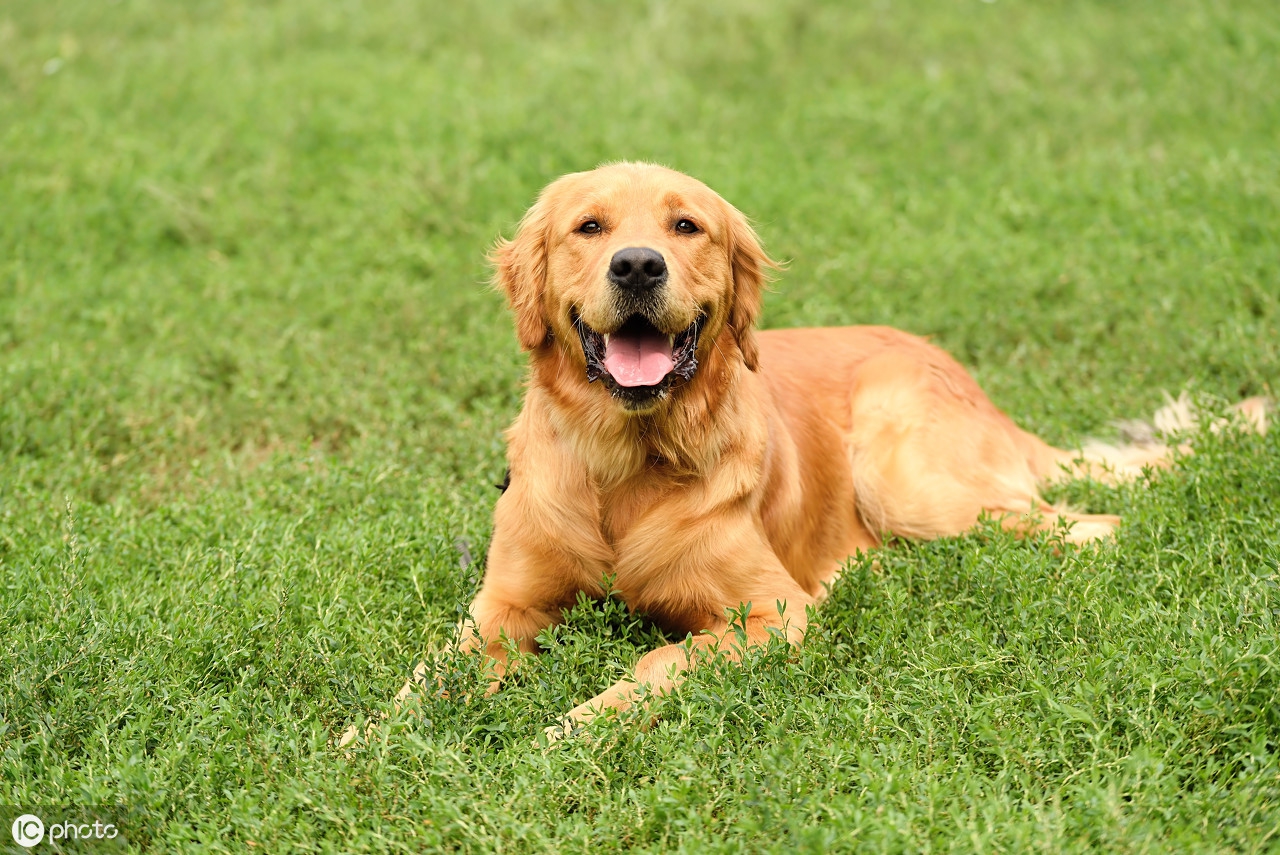 世界名狗(世界十大名犬盘点，一起来看看吧)