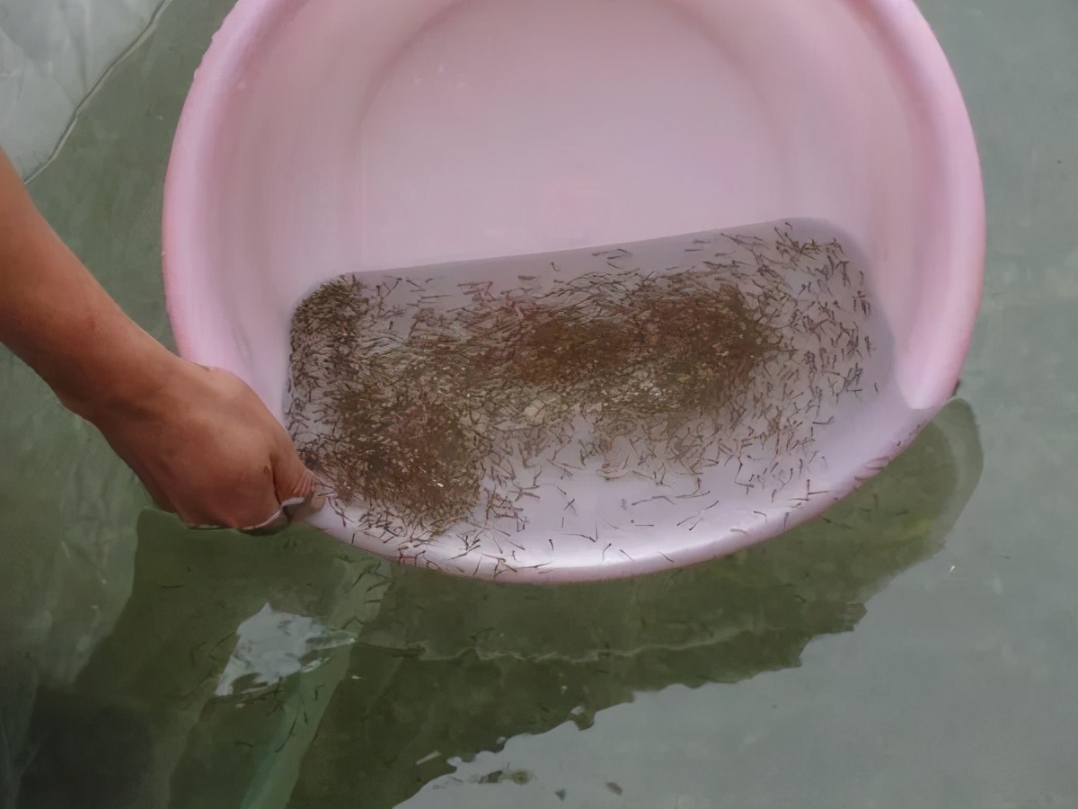 2021年早春水花育苗存活率低的原因分析防不胜防的气泡病小苗致命的