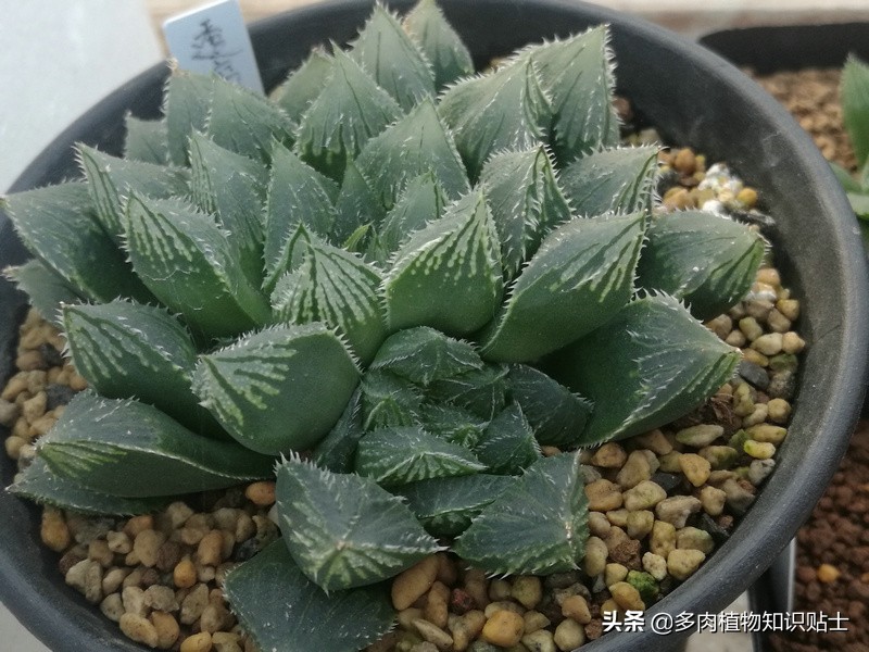 瞧瞧我家的十二卷，这些多肉植物可都是贵货