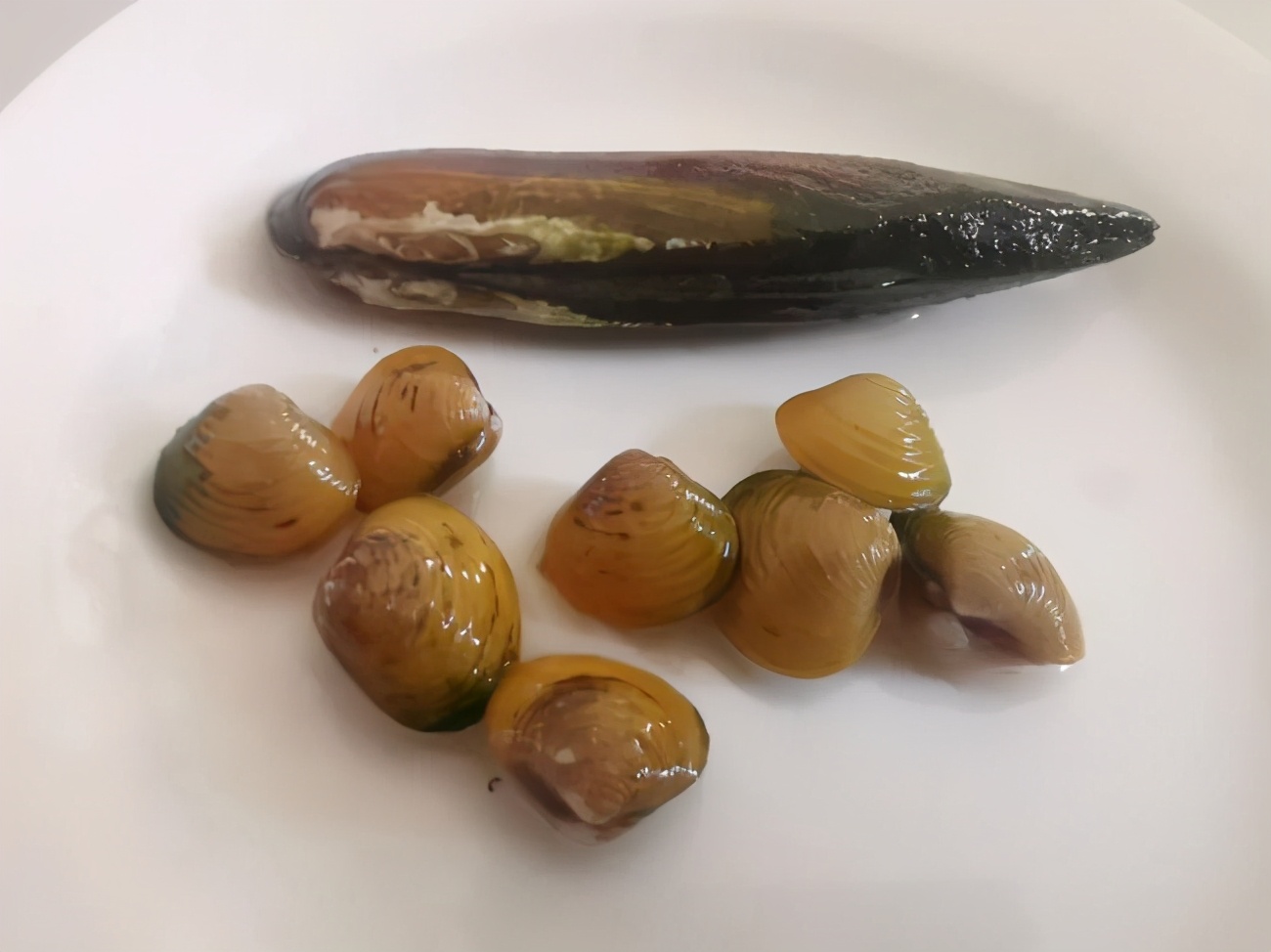 常见观赏螺简介暨新手养螺记