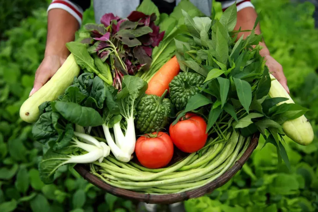 夏季该吃什么蔬菜好？“时令蔬菜”的选择