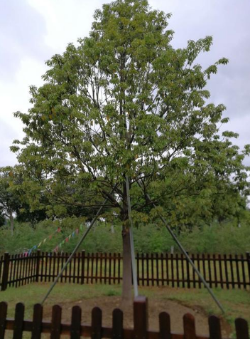 四川小伙在家找出一旧菜板，上百年未开裂，专