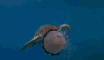 海龟像吃面条一样吃水母，它的嘴巴难道不会有刺痛感吗？