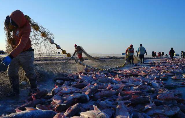 查干湖冬捕：每年300万斤，越捕越多，自然生长还是洗澡鱼？