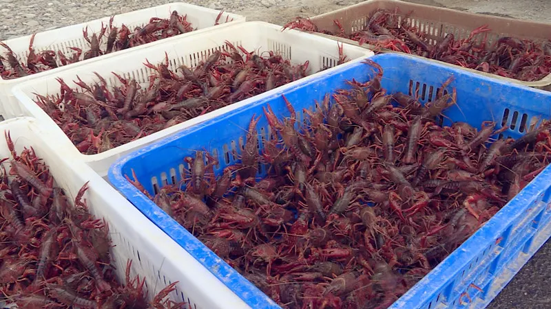 六十八团稻田养殖小龙虾生态种养前景好