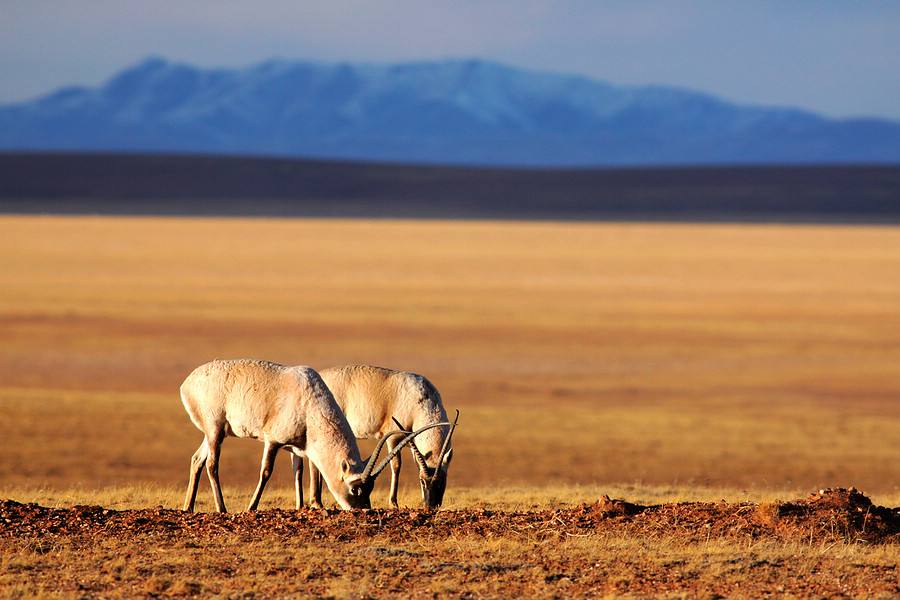 军队在西藏发现地底世界入口，惊险逃生后回头