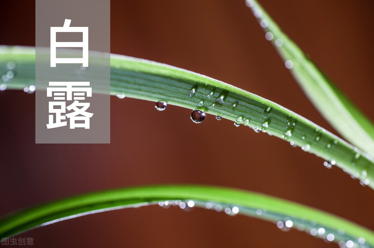 白露来了，真正的秋天也来了，这些“白食”更适合在秋季吃哦！