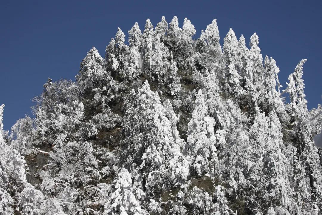 冰雪世界里的奇幻森林——唐家河、卧龙自然观察记