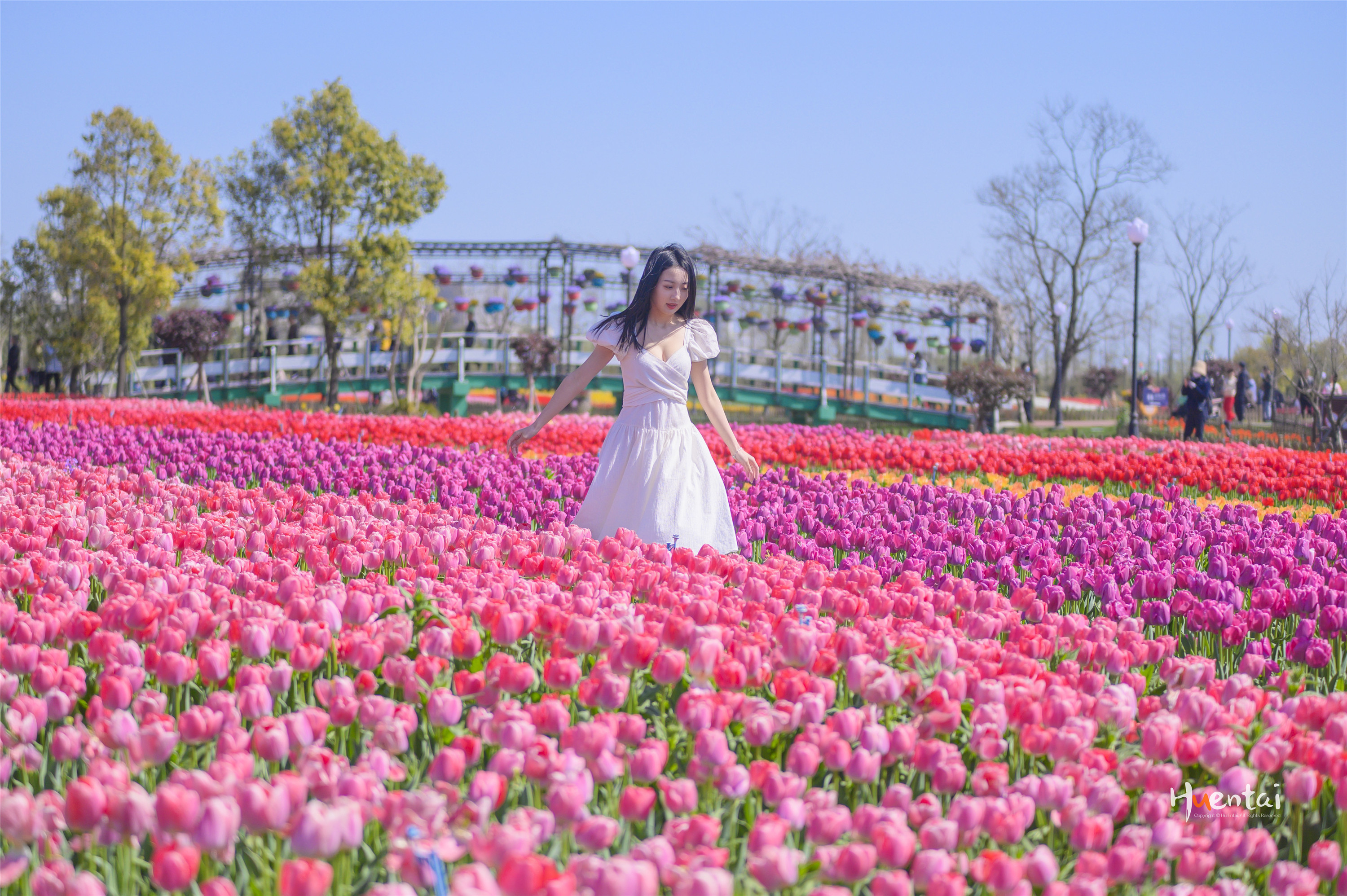 杨超越的家乡有多美 阳春三月 郁金香花海正值盛花期 胡恩泰的闲散生活 Mdeditor