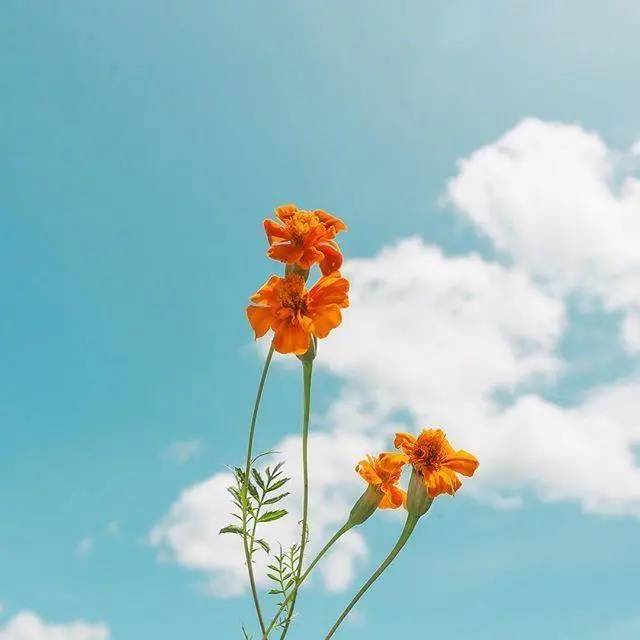 對生活充滿美好的句子未來可期的正能量句子