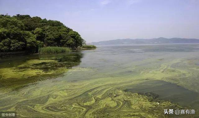 六月池塘蓝藻爆发季 解决池塘蓝藻最好的办法