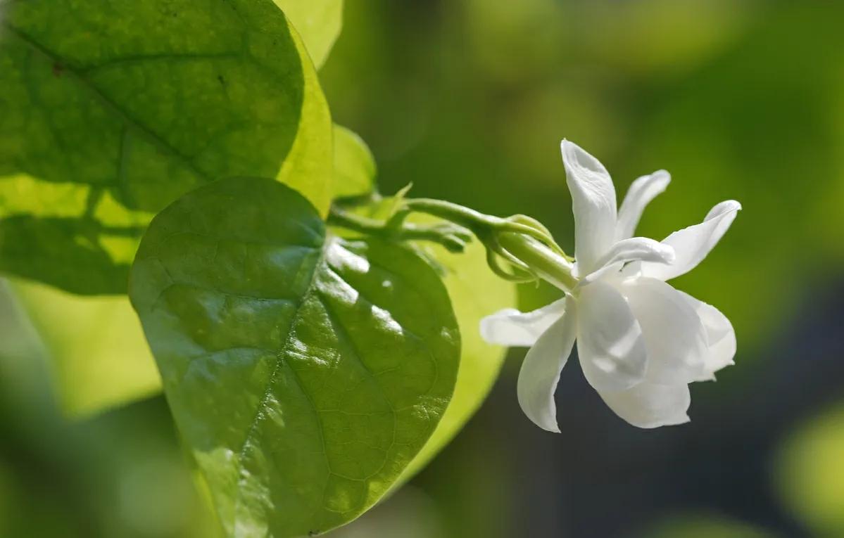 茉莉花冬天会冻死吗？做好4点，顺利越冬很轻松