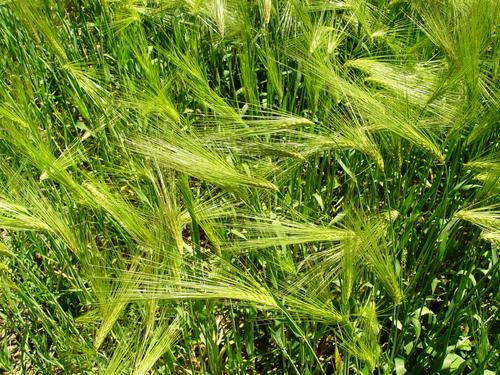 玉米市场迎来利好消息 我国对其替代品澳洲大麦